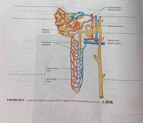 Solved Cortical radiate artery and vein Afferent arteriole | Chegg.com