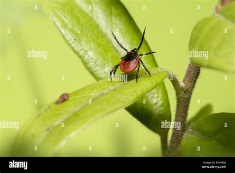 The Castor Bean Tick Ixodes Ricinus Stock Photo Alamy