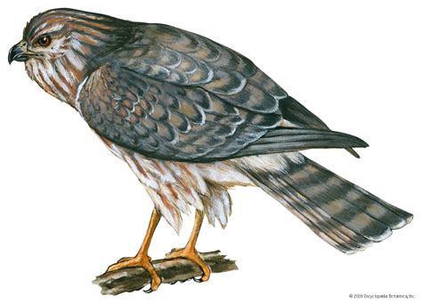 Harrier | Marsh-dwelling, Hunting, Predator | Britannica