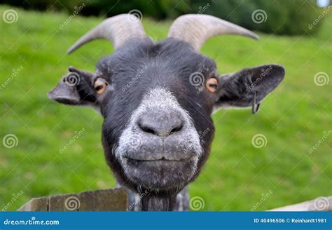 Funny Goat Stock Photo - Image: 40496506