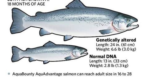 How Genetic Engineering Makes Farming Salmon More Efficient Faster