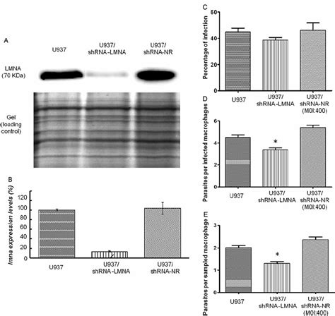 Validation Of Gene Silencing And Phenotypic Evaluation In U937 Derived