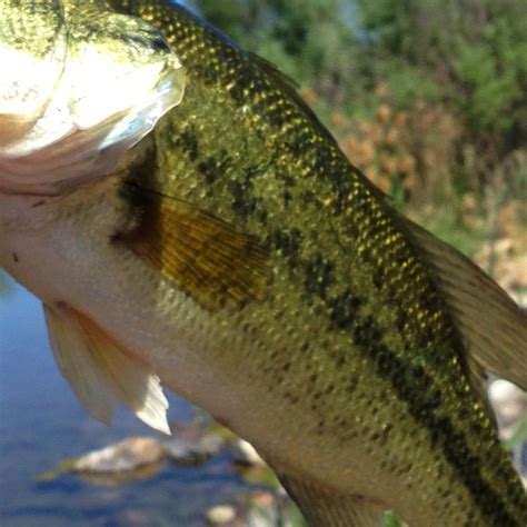 Largemouth Bass Millrace Pond Largemouth Bass Fish Pet Fish