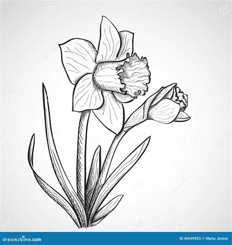 Sketch Daffodil Flower Hand Drawn Stock Illustration Image 40699925