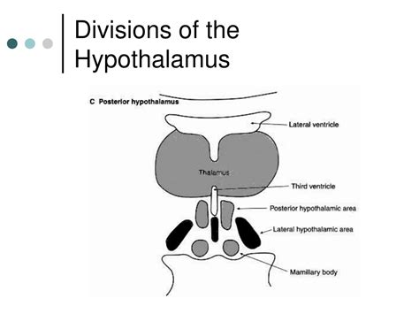 Ppt The Hypothalamus Powerpoint Presentation Free Download Id9689620