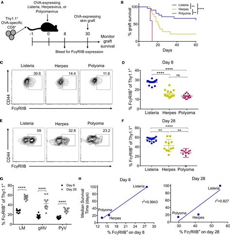 Memory T cellmediated rejection is mitigated by FcγRIIB expression on