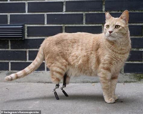 Cat With Prosthetic Legs Has Become An Internet Sensation Cats