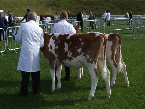 Gallery - English Guernsey Cattle Society