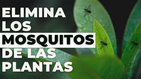 Consejos para deshacerse de los mosquitos en las plantas Ser Ecológico