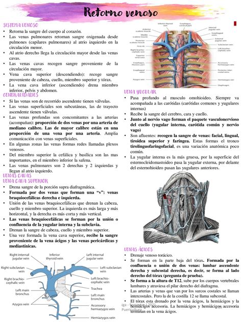 Solution Retorno Venoso Studypool