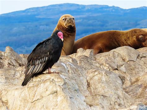 Patagonia Animals: A Wildlife Guide to Southern Chile & Argentina ...