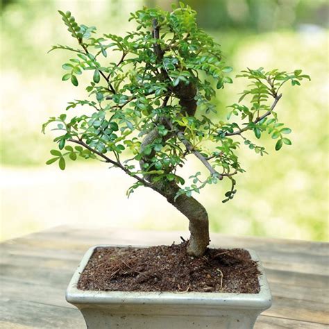 Buy Bonsai Zanthoxylum 7 yrs old affordable | Gardens4you.ie