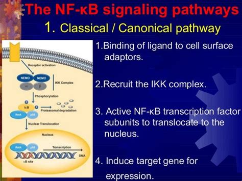 Nf Kb Pathway Nuclear Factor Kappa Beta