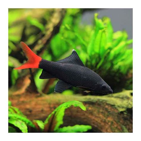 Labeo Bicolor Akvarijum Store