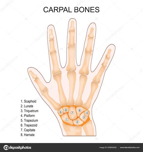 Diagrama Dos Ossos Do Carpo