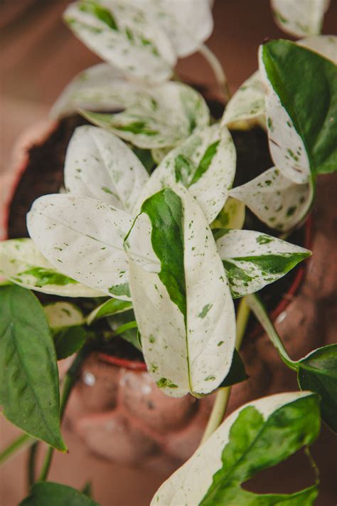 Epipremnum Marble Variegata Jungle Boogie