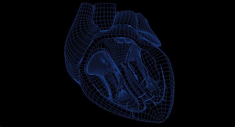 Heart Anatomy Best 3d Model