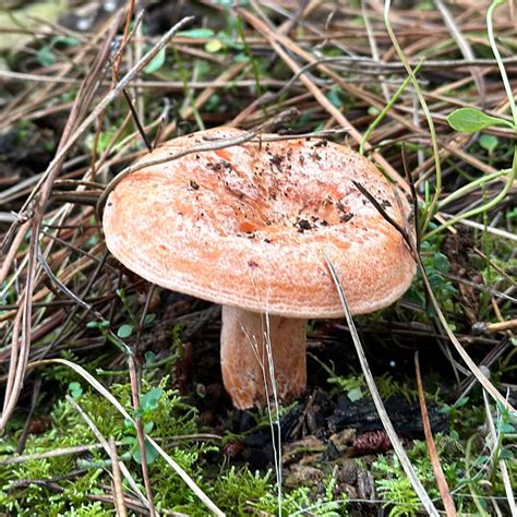 Foraging For Mushrooms