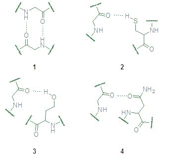 Illustrate Hydrogen Bonding Amino Acids