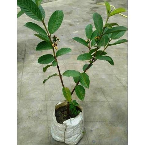 Full Sun Exposure Guava Plant For Garden At Rs 100 Piece In Jaipur