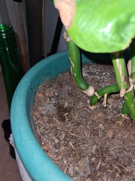 Little flies/ fungus knats? : r/plantclinic