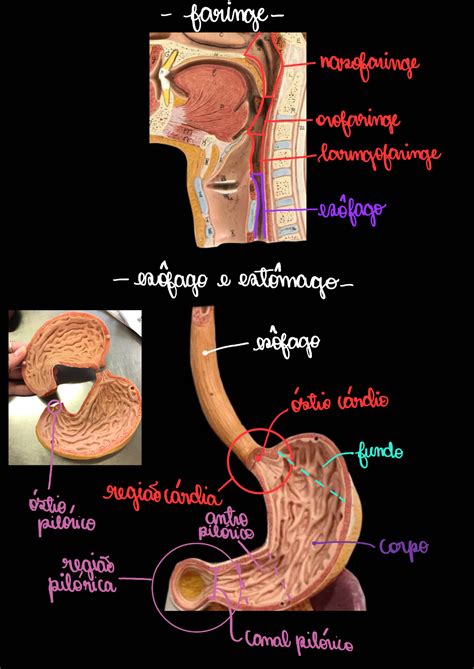 Sistema Digestório Atlas Anatomia Humana Ii