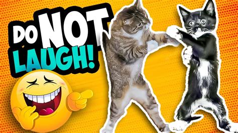 Funniest Cats Ever Caught On Camera 🤣🐱 Do Not Laugh 🤣🐱 Gag S Must Be Crazy Youtube