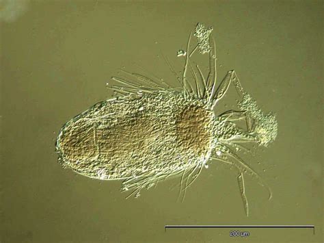 loricifera klass class loricifera  otryad