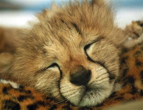 Cheetah Cubs Sleeping