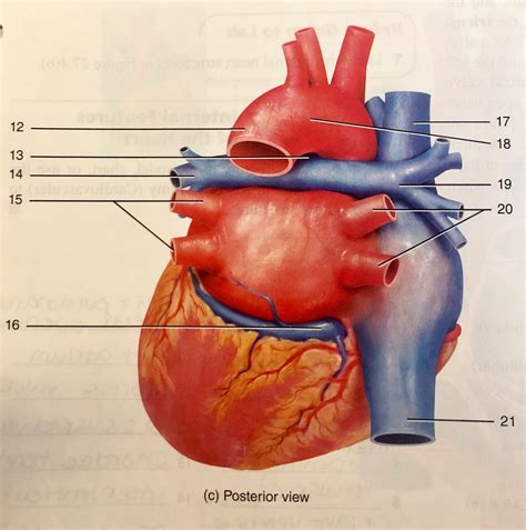 Posterior View Of The Heart Diagram Quizlet