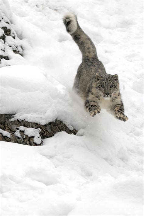 A Leaping Snow Leopard Photograph by Jeannette Katzir