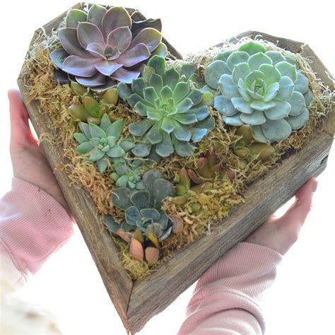 Heart Mix Succulent Garden Jackson And Perkins