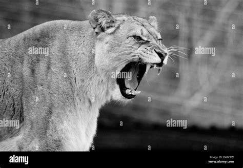 White Lioness Roaring