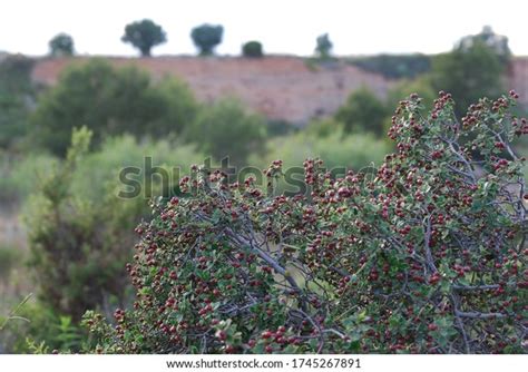 Themis Rhamnus Images Stock Photos D Objects Vectors