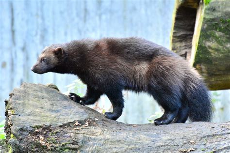 Has A Wolverine Ever Killed A Human? Unveiling The Truth
