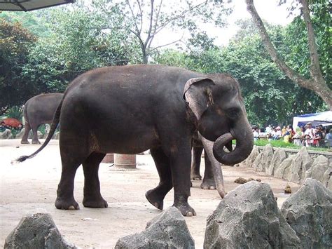 Picture 3 of 3 - Sumatran Elephant (Elephas Maximus Sumatranus ...