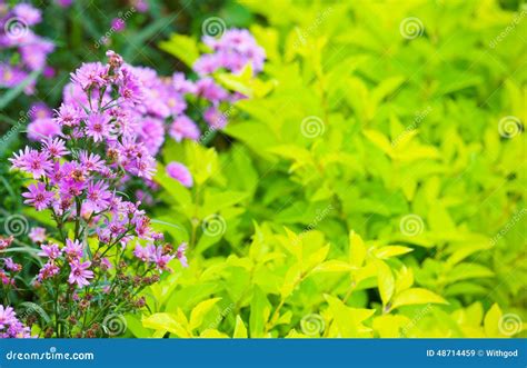 Aster Perennial and Green Plants Editorial Stock Image - Image of green ...