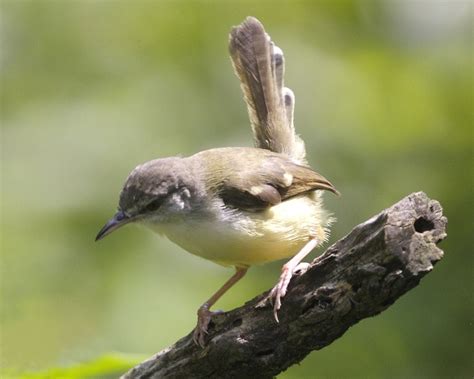 Burung Endemik Pulau Jawa Kekayaan Hayati Yang Unik Phoenix Pakan Hewan