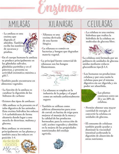 Nombres De Enzimas Y Su Funcion Dinami