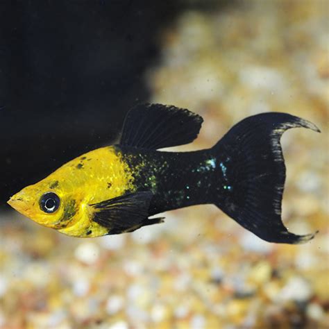 Golden Black Lyretail Molly Group Tropical Fish For Freshwater Aquariums