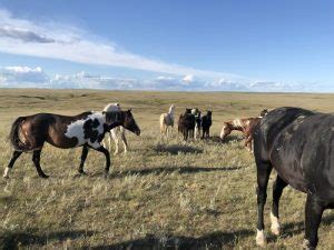 The Tapping Solution Foundation - Cheyenne River Lakota Sioux Tribe ...