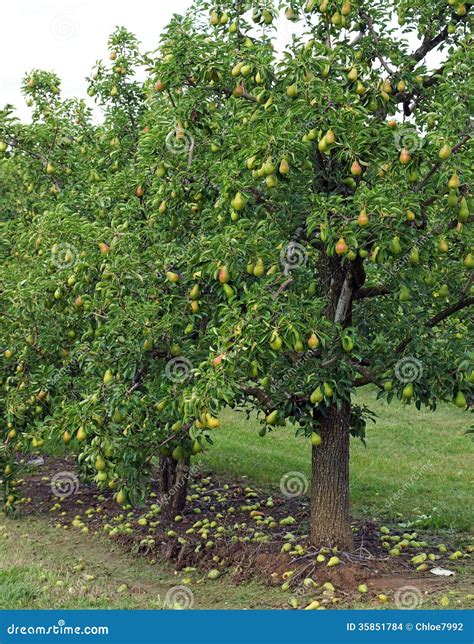 Pear Orchard Stock Photo Image Of Agriculture Healthy 35851784