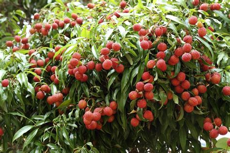 Do Lychees Need to Be Thinned: A Guide To Thinning Lychee Trees