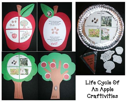 More Apple Activities Apple Tree Life Cycle Apple Activities Tree Life Cycle