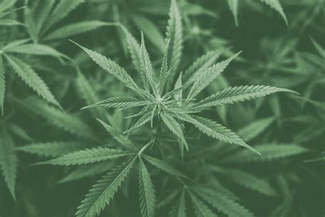 Co to jest CBD? Wszystko o Cannabidiolu z Mama Kana