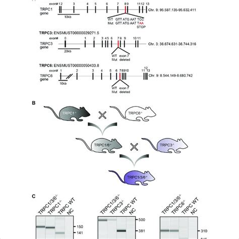 Generation And Validation Of TRPC1 3 6 Mice A Schematic