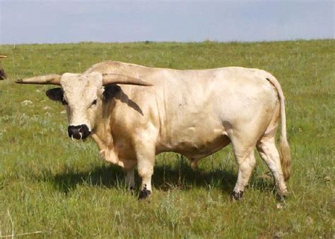 Miniature Texas Longhorn Cattle Sale Longhorn Bulls Cows Longhorn