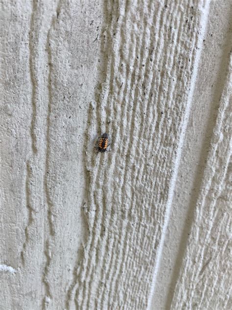 Please Help me ID this bug. Might be lady bug or lightening bug larva