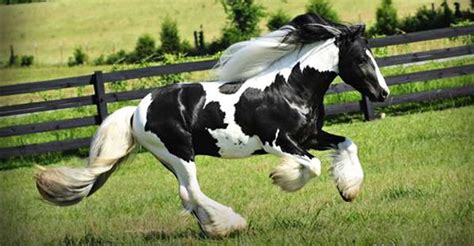 Skewbald And Piebald Horses - King Richard - Gypsy Vanner Piebald Horse ...