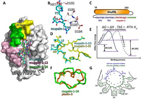 Structural Features Of Mupain Variants Binding To Relevant Proteases